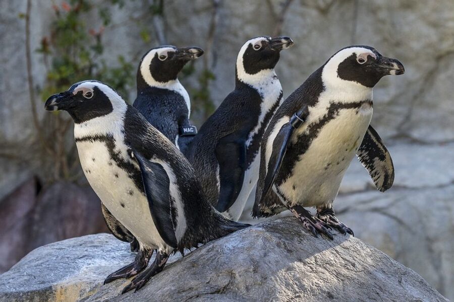 San Diego Zoo: 1-Day Admission Ticket - America Rocks, Africa Rocks, and why action beats perfect photos