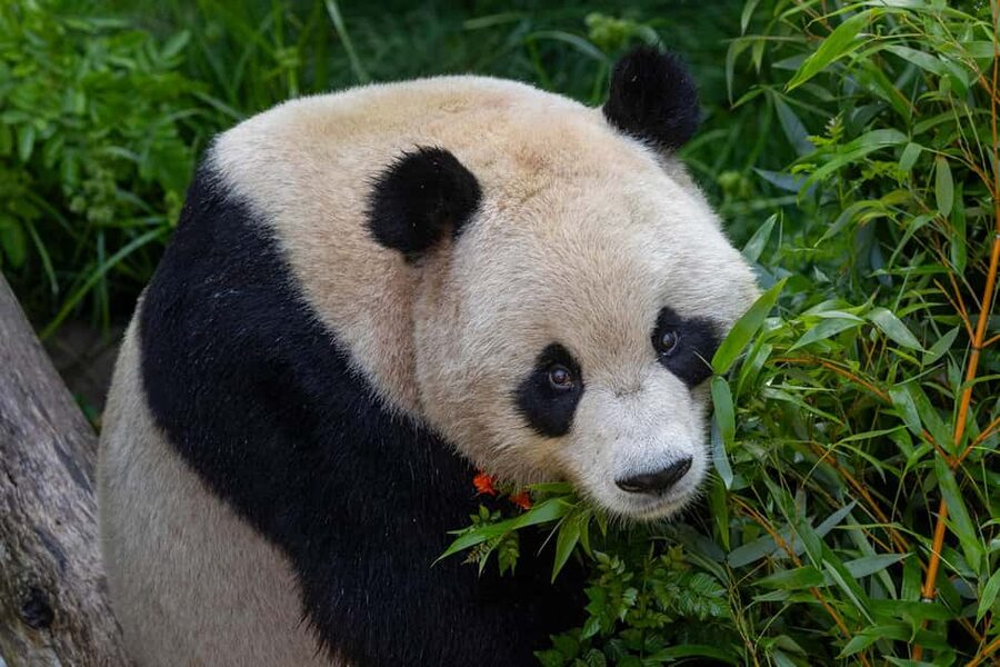 San Diego Zoo Safari Park 1-Day Ticket - How the park covers 1,800 acres with open habitats and themed zones