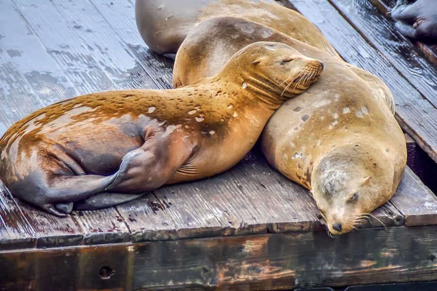 San Francisco: Alcatraz, Fisherman’s Wharf & Optional Extras - Hyde Street Pier and Pier 39: Small Stops With Big Photo Payoff