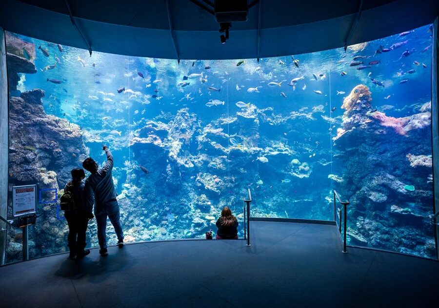 San Francisco: California Academy of Sciences Entry Ticket - The Living Indoor Reef: The Aquarium Route That Makes the Day Click