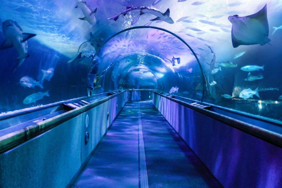 San Francisco: Go City All-Inclusive Pass 30+ Attractions - Museums that fit different tastes: de Young, Legion of Honor, and SFMOMA