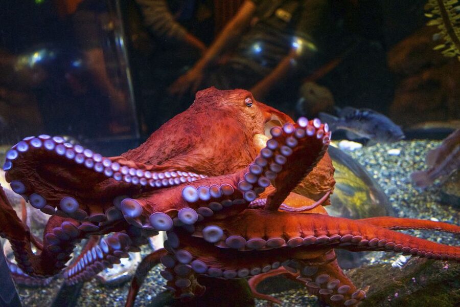 San Francisco: Go City All-Inclusive Pass 30+ Attractions - Water views and underwater wonder: bay cruises, USS Pampanito, and the Wharf