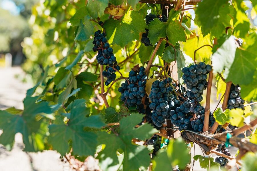 San Francisco: Half-Day Wine Country Excursion with Tastings - Riding North: Golden Gate Views and Sausalito Breaks the Rhythm