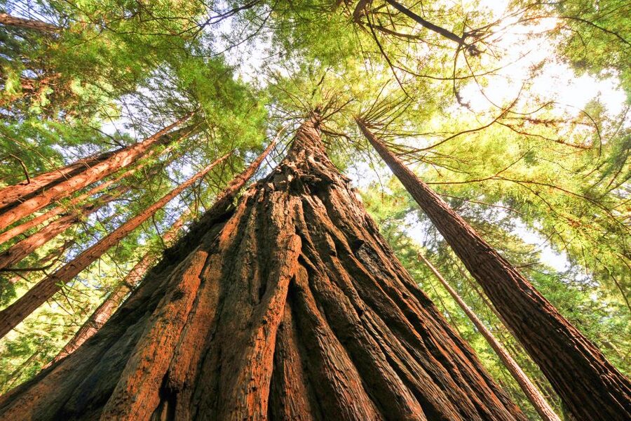 San Francisco: Muir Woods and Sausalito Half-Day Trip - Small practical tips that make the day smoother
