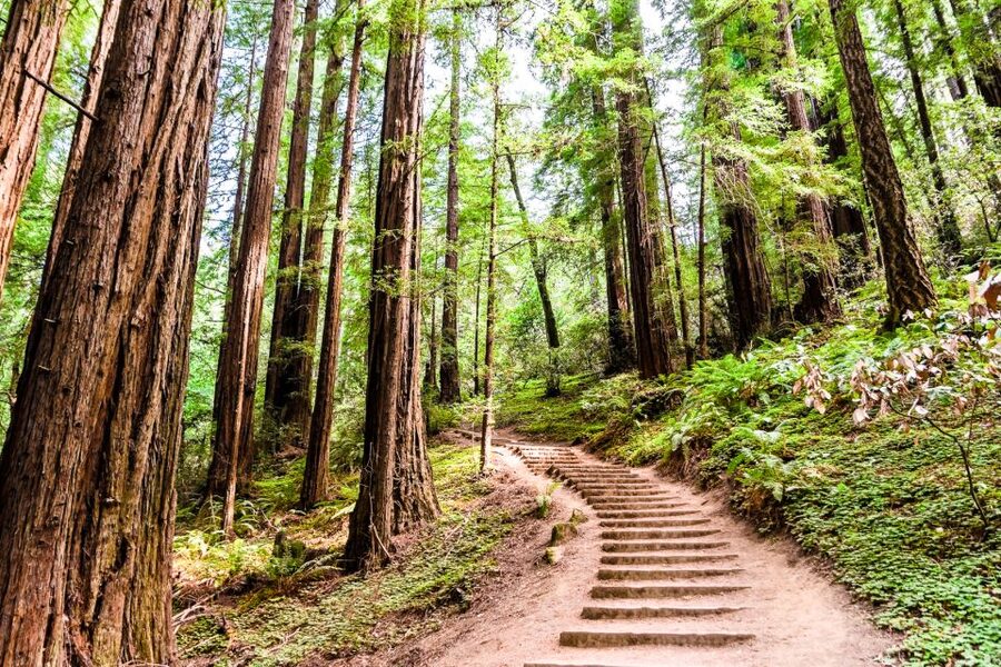 San Francisco: Muir Woods and Sausalito Half-Day Trip - Muir Woods: 90 minutes in California’s giant redwoods