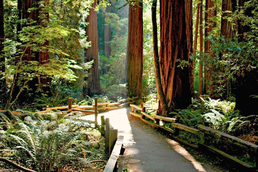 San Francisco: Muir Woods and Sausalito Half-Day Trip - Getting back to San Francisco: mini-bus return or ferry option