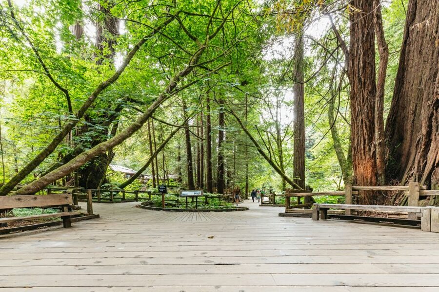 San Francisco: Muir Woods and Sausalito Small-Group Tour - Key things I’d note before you go