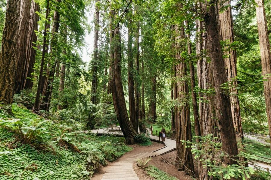 San Francisco: Muir Woods and Sausalito Small-Group Tour - Price and what $99 really buys you