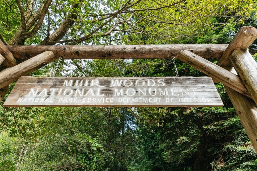 San Francisco: Muir Woods and Sausalito Small-Group Tour - Entering Muir Woods: 80 minutes to chase the giants
