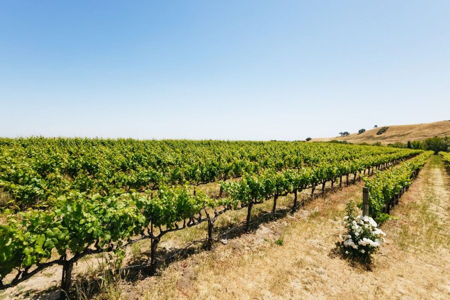 San Francisco: Muir Woods, Napa & Sonoma Valley Wine Tour - Sonoma Plaza lunch break: where you choose your pace