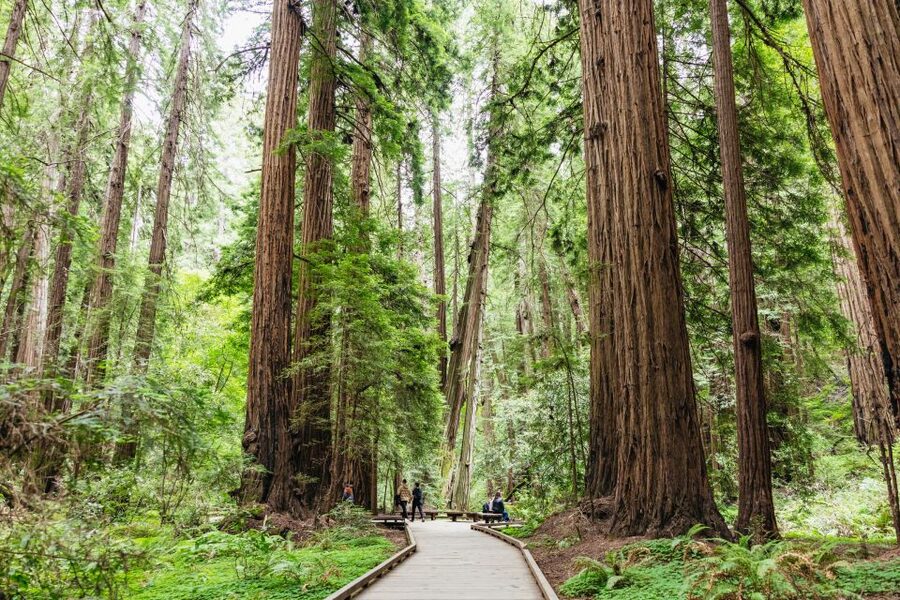 San Francisco: Muir Woods & Sausalito Tour with Ferry Option - Optional bike tour logistics: fun add-on, strict timing