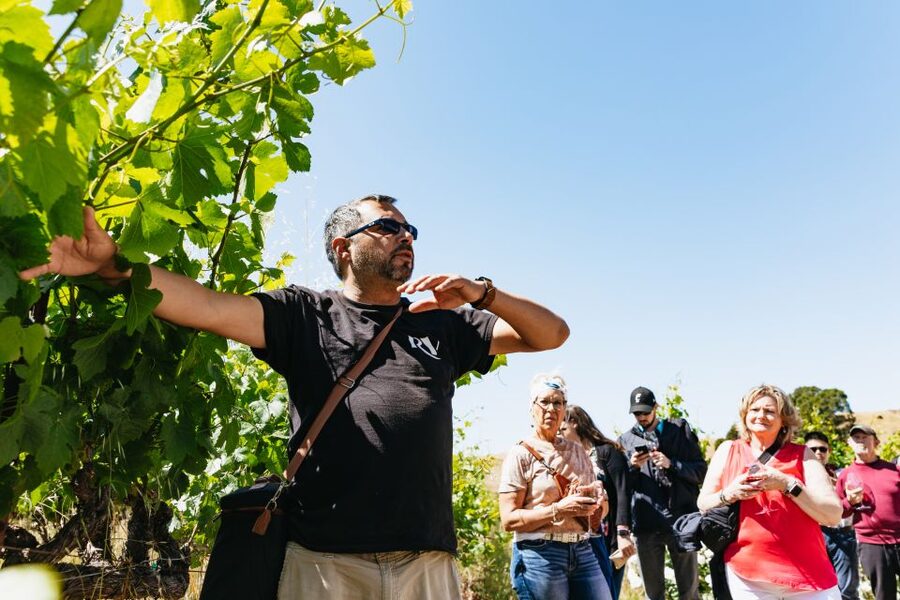 San Francisco: Napa and Sonoma Valley Wine Tour - Winery Stop Two: The Perfect Point to Compare Styles
