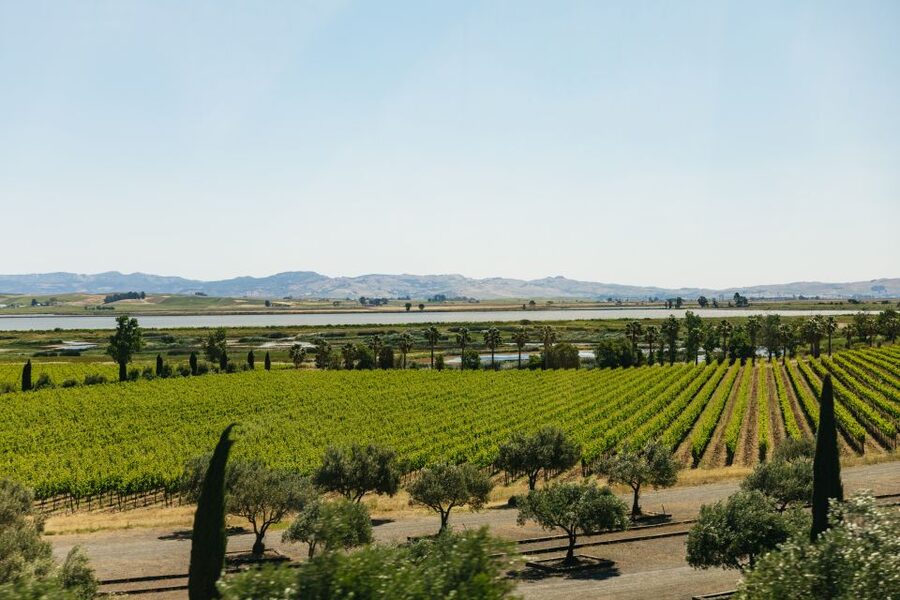 San Francisco: Napa and Sonoma Valley Wine Tour - Winery Stop Three: Where You Decide What to Buy