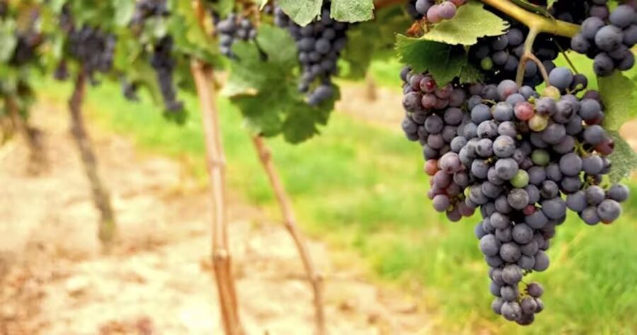 San Francisco: Napa Valley Half-Day Wine Tour with Tastings - Who this tour is best for