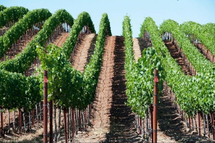 San Francisco: Napa Valley Half-Day Wine Tour with Tastings - Two winery visits and how the tastings typically play out