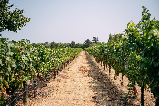 San Francisco Super Saver: Muir Woods & Wine Country w/ optional Gourmet Lunch - Napa and Sonoma Wine Tastings: Three Stops, Different Vibes