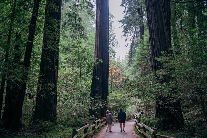San Francisco Super Saver: Muir Woods & Wine Country w/ optional Gourmet Lunch - Pacing, Group Size, and What the Day Feels Like