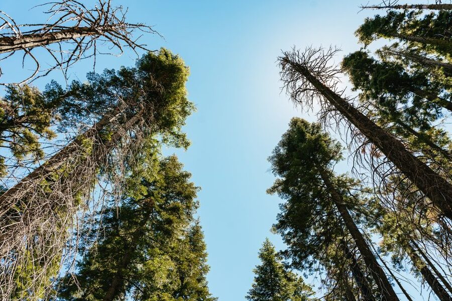San Francisco: Yosemite National Park & Giant Sequoias Hike - Price and value: what $219 really buys, plus the nonresident entry fee