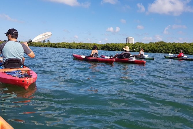 Sarasota Guided Mangrove Tunnel Kayak Tour - What You Paddle: Solo or Tandem, Plus the Gear You Do Not Have to Carry
