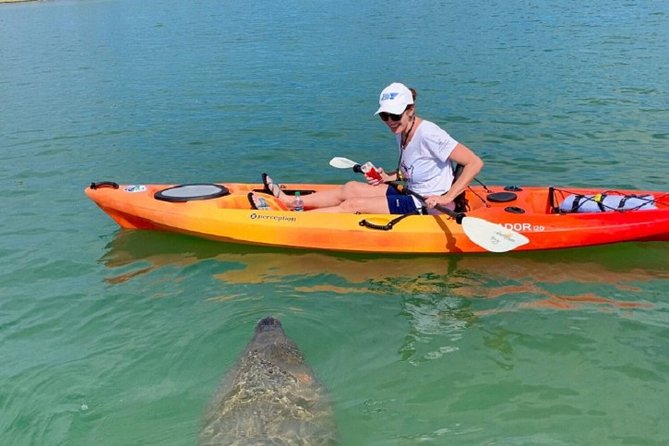 Sarasota Guided Mangrove Tunnel Kayak Tour - Why Non-Motorized Kayaking Boosts Wildlife Odds