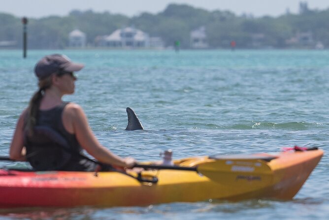 Sarasota Mangrove Tunnel Guided Kayak Adventure - The real wow factor: paddling Lido Key mangrove tunnels