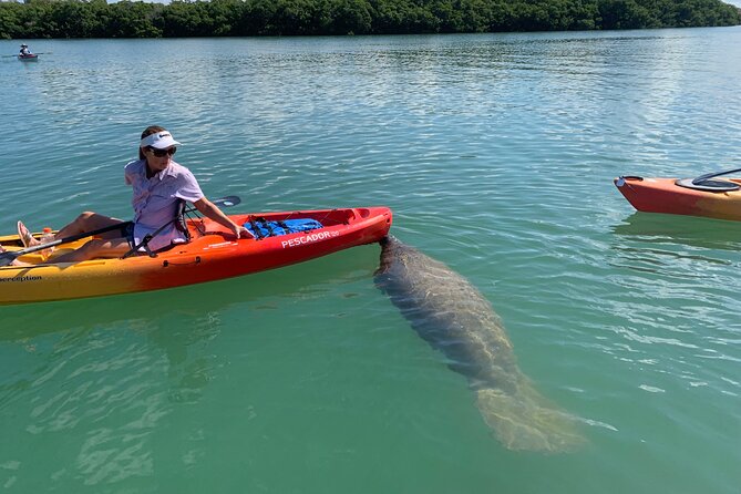 Sarasota Mangrove Tunnel Guided Kayak Adventure - What can affect your experience: wind, tide, and animal timing