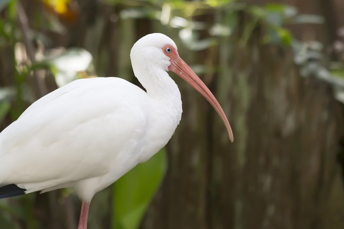 Savannah to Tybee Island with Dolphin Cruise - Key takeaways before you go
