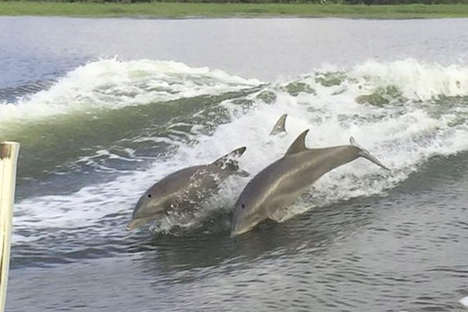 Savannah to Tybee Island with Dolphin Cruise - Dolphin cruise on Tybee waters: routes, wildlife spotting, and boat comfort