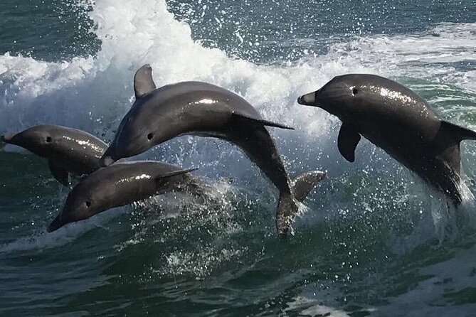 Sea Screamer Clearwater's Only Speed Boat Dolphin Watching - Where You Start: Getting to Sea Screamer (Without Stress)