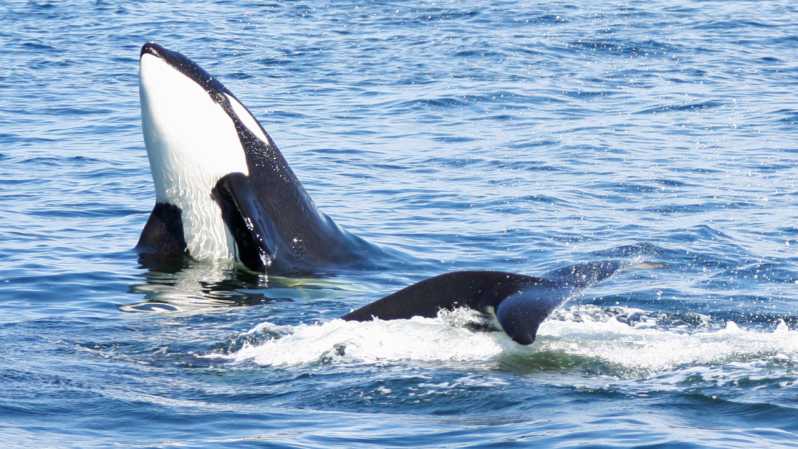 Seattle: Half-Day Wildlife and Whale Watching Cruise - How the search works once you’re on the water