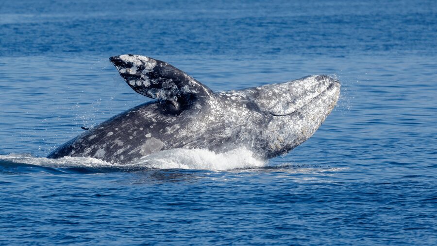 Seattle: Half-Day Wildlife and Whale Watching Cruise - Whale-watching rules, closeness limits, and what to do with your camera