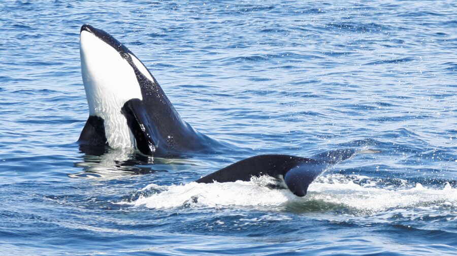 Seattle: Half-Day Wildlife and Whale Watching Cruise - Food, drinks, and how to plan your snack strategy