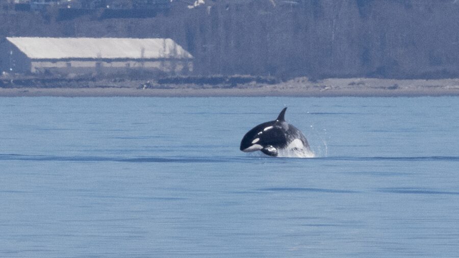 Seattle: Half-Day Wildlife and Whale Watching Cruise - When weather turns: fog, wind, and staying flexible
