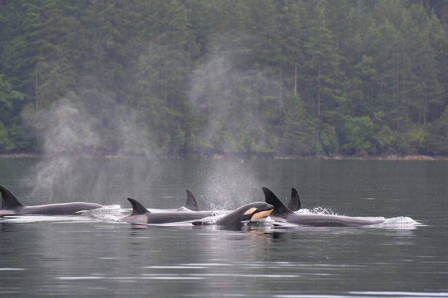 Seattle: Half-Day Wildlife and Whale Watching Cruise - What you can actually spot in the Salish Sea