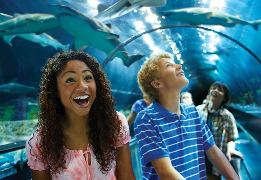 SeaWorld Orlando: Park Admission Ticket - Penguin Trek and Sesame Street Land: Two Family Lanes That Work Together