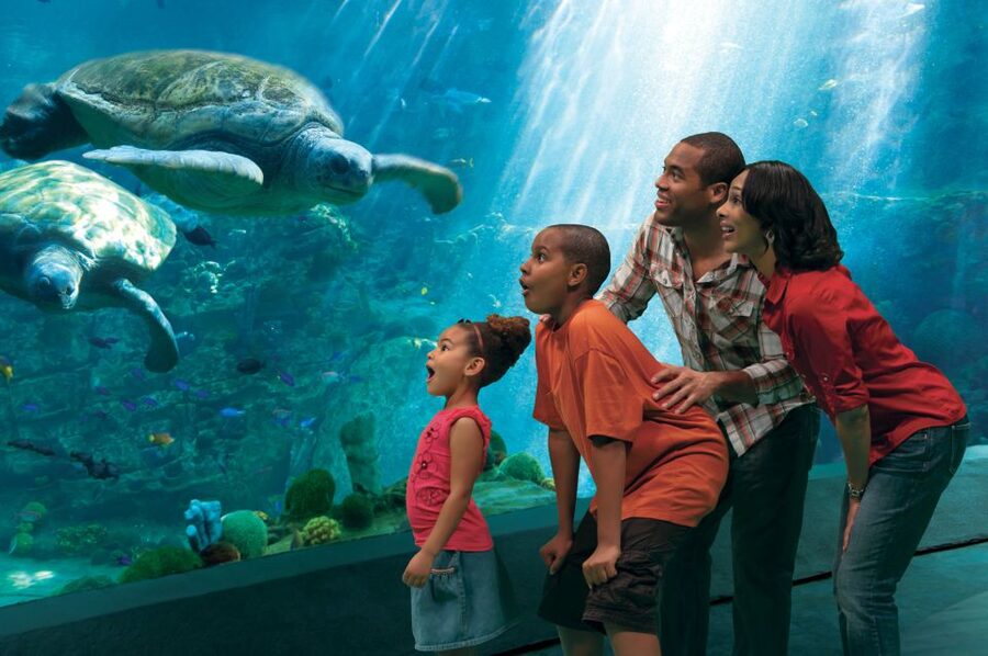 SeaWorld Orlando: Park Admission Ticket - Coaster Capital Energy: How Mako, Manta, and Pipeline Shape Your Day