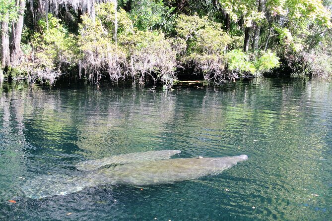 See Crystal River - Mantee & Wildlife Viewing Cruise - Wildlife beyond manatees: birds, and occasional extras like dolphins