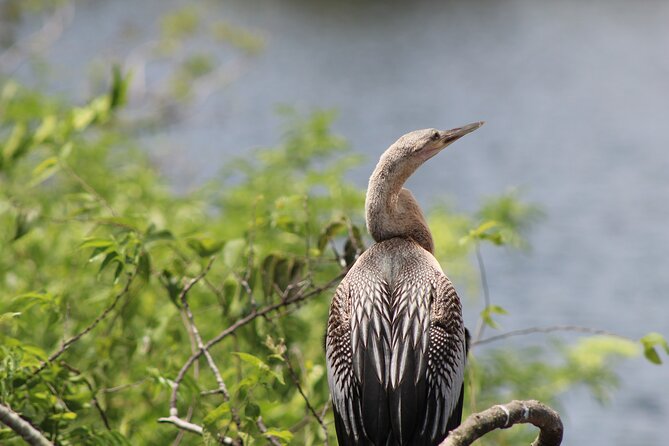 See Crystal River - Mantee & Wildlife Viewing Cruise - Price and value for a Crystal River manatee cruise