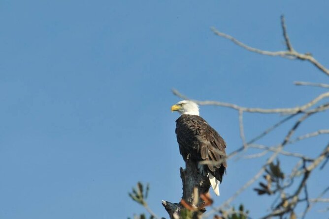 See Crystal River - Mantee & Wildlife Viewing Cruise - Tips that help you see more, polarized glasses, wind gear, and timing