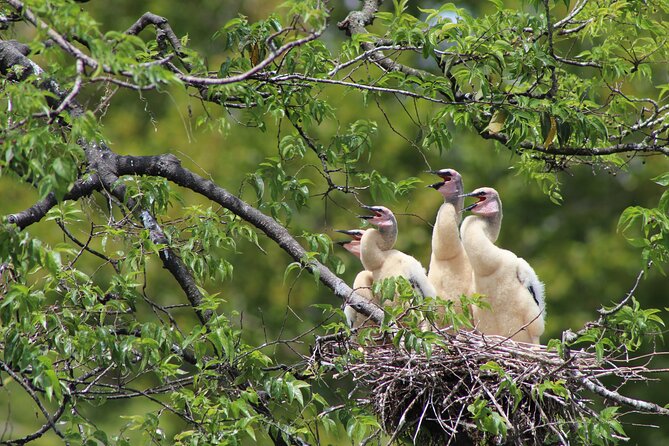See Crystal River - Mantee & Wildlife Viewing Cruise - Meeting point, language, and what to know before you board