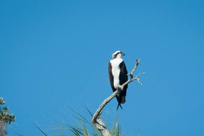 See Crystal River - Mantee & Wildlife Viewing Cruise - Cruising the Crystal River National Wildlife Refuge and the manatee season