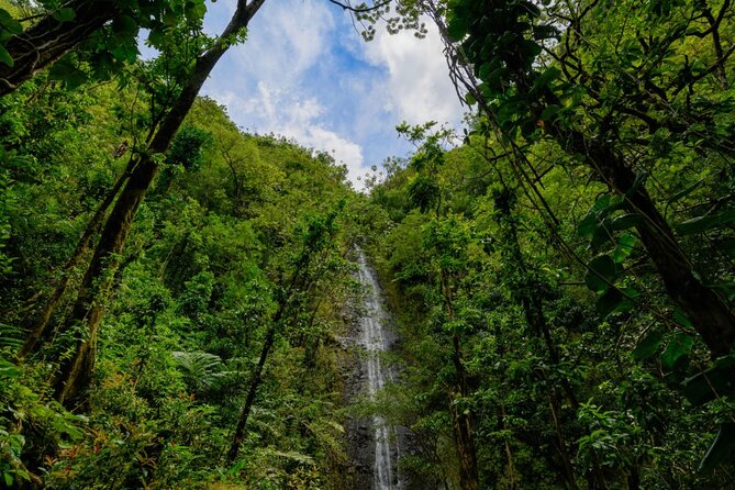 Self guided Hike Trail to Nature Walk & Waterfall - The waterfall moment: a short time window at Manoa Falls