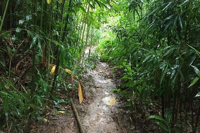 Self guided Hike Trail to Nature Walk & Waterfall - Manoa’s plantation history breaks: sugarcane and coffee in the valley