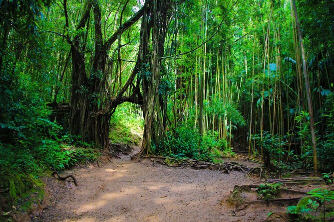 Self guided Hike Trail to Nature Walk & Waterfall - Pickup and timing: how to make this work with your Waikiki schedule