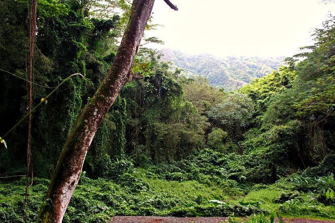 Self guided Hike Trail to Nature Walk & Waterfall - What to pack for a muddy rainforest hike