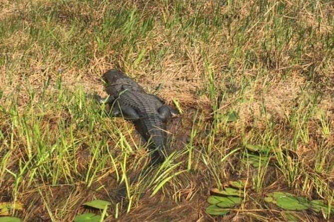 Semi-Private 1-Hour Airboat Tour of Miami Everglades - Key things to know about this Miami Everglades airboat tour