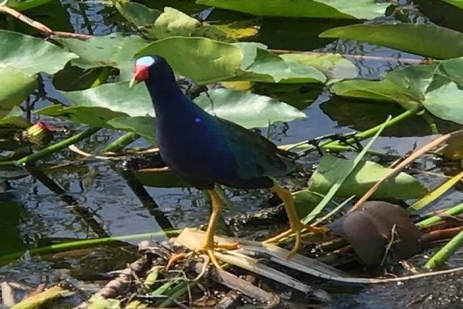 Semi-Private 1-Hour Airboat Tour of Miami Everglades - The 1-hour format: great for a first visit, not a long safari