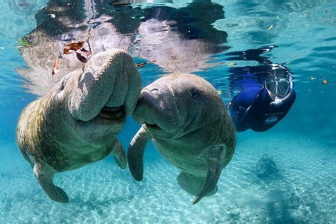 Semi Private Manatee Swim Tour - Key Highlights You Should Know