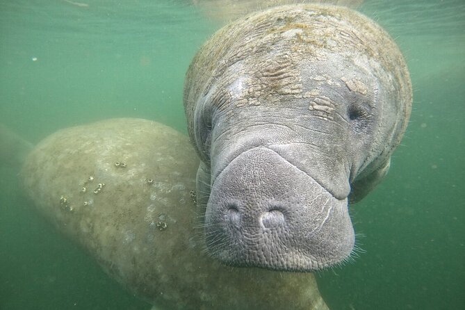 Semi Private Manatee Swim Tour - Crystal River Manatees, and Why Semi Private Feels Better