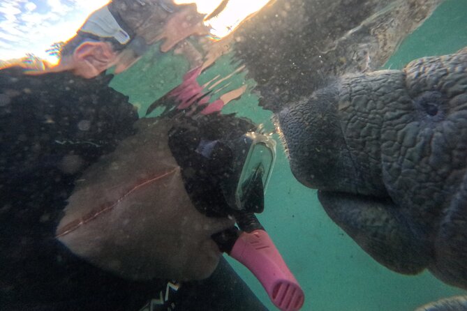 Semi Private Manatee Swim Tour - Manatee Expert Guidance, and the Names Behind the Good Days